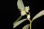 Florida leaf-flower